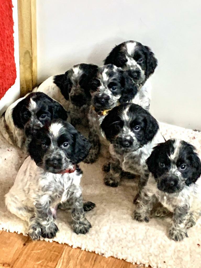 blue cocker spaniel puppy